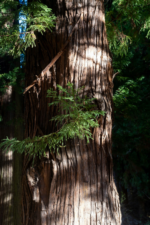 Hinoki Wood