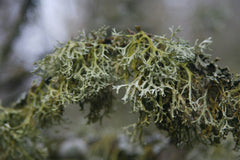 Oakmoss