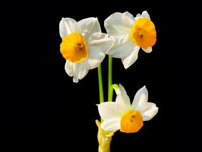 Narcissus