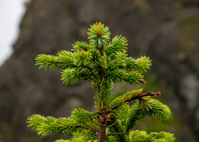 Sitka Spruce