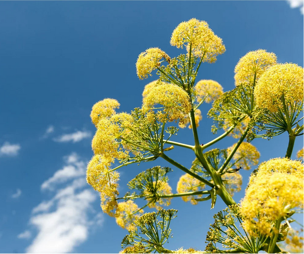 Galbanum
